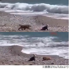 &ldquo;海へ進撃&rdquo;赤ちゃん守った犬、波打ち際に先回りして危機的状況回避。