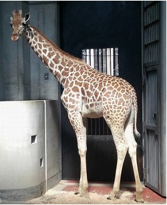 大阪にキリンのハルカスちゃん、近鉄が天王寺動物園に寄贈決定。