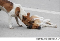 轢かれた&ldquo;相方&rdquo;に寄り添う犬、往来激しい道で撮影の写真が話題に。