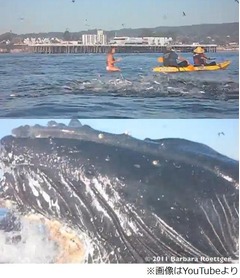 目の前にクジラ現れ危機一髪、穏やかな海を楽しむサーファーら呆然。