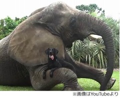 水遊び大好き&ldquo;親友&rdquo;の象と犬、米国の保護施設で仲良く暮らす日々。