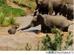 危機の子象&ldquo;助け合い&rdquo;で救う、アフリカで撮影されたシーンが話題に。