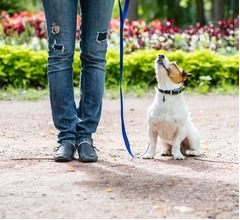 イラン首都&ldquo;公共の場で犬の散歩禁止&rdquo;に
