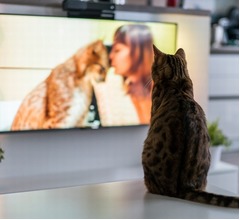 「愛猫はテレビを見ますか？」半数は&ldquo;見る&rdquo;と回答