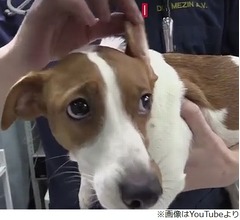 「映画の犬と違う」と整形手術