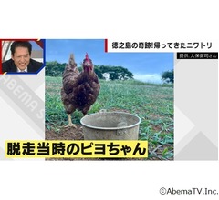 「失踪したヒヨコがニワトリになって帰ってきた」誤情報広まり飼い主苦笑い