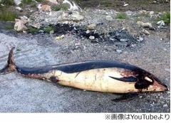 海から3km&ldquo;イルカ死体&rdquo;の謎、奇妙な落とし物に地元住民は困惑。