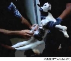 刑務所で猫の&ldquo;運び屋&rdquo;を拘束、身体に携帯電話など付けて侵入試みる。