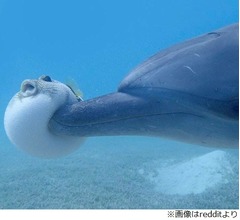 体膨らませたフグにイルカが&hellip;
