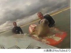 サーファーとじゃれるアザラシ、サーフボードに乗るかわいすぎる姿。