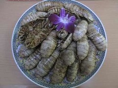 好評オオグソクムシの試食再び、ヨコハマおもしろ水族館で恒例イベント。