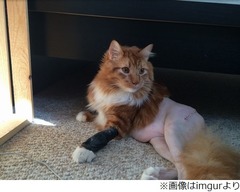 &ldquo;ノーパン&rdquo;のにゃんこが話題、手術で剃毛も「セクシー」の声相次ぐ。