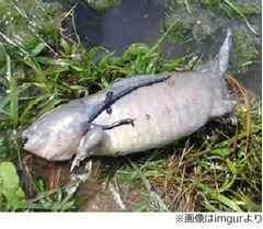 奇妙な&ldquo;足の生えた魚&rdquo;が話題、シルバーの体に小さな足がちょろり。