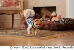 キュートな&ldquo;最速2足歩行犬&rdquo;、「ギネス世界記録2015」にも収録の人気犬。