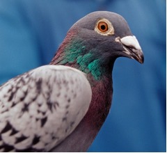 首相への脅迫容疑で&ldquo;鳩&rdquo;を逮捕