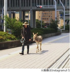 斉藤和義が&ldquo;相棒&rdquo;のロバと街を行く、シュールな光景に驚く人も。