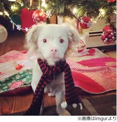 ファルコンにそっくりなわんこ、フォトジェニックな写真に大反響。