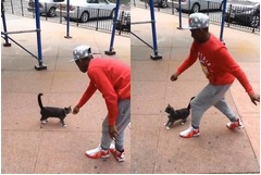 【写真】猫蹴り飛ばした男にネット激怒、動画見たユーザーの通報で逮捕。