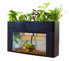 &ldquo;魚で野菜を育てる&rdquo;キット、クラウドファンディングで販売開始。