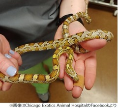 脱走ヘビ発見、ダウニーの香りが&hellip;