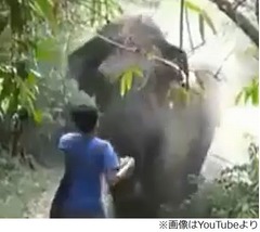 &ldquo;ゾウが自分に突進&rdquo;どうする、ジャングルで危機一髪の体験をした男性。