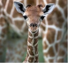 キリンに&ldquo;数学の知能&rdquo;があった