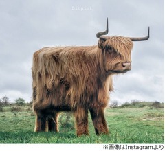 &ldquo;ブロック&rdquo;のようになった動物たち