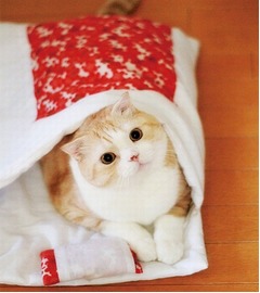 冬は「猫のお布団」でぬくぬく、猫が入るのにちょうどよいサイズ。