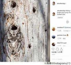 どこにいる？ &ldquo;木と同化したミミズク&rdquo;に反響