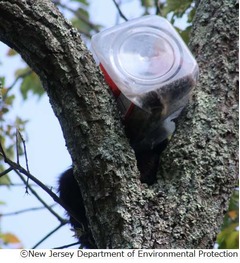 子グマの頭が容器から抜けず、中のクッキー食べようとして一大事に。