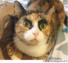 あまりに&ldquo;まゆ毛&rdquo;が凜々しいにゃんこ