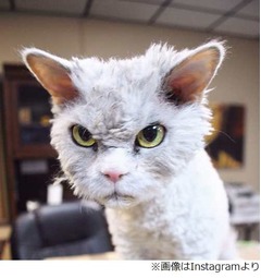 常に&ldquo;しかめっ面&rdquo;のにゃんこ、かわいい怒り顔に世界中がキュンキュン。