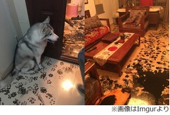 部屋中墨まみれにしたわんこ、家族との&ldquo;約束&rdquo;は守りお咎めなしに。