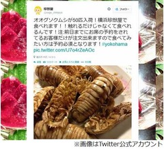 GW限定オオグソクムシの唐揚げ、横浜の人気店「珍獣屋」が提供。