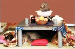 ぽかぽか空間「こたつねこ」、にゃんこと人が一緒に暖まるスペース。