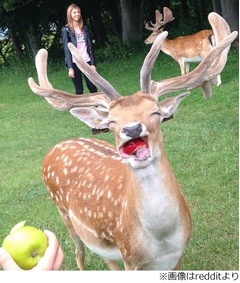 愛らしい&ldquo;笑うシカ&rdquo;に大反響、リンゴの美味しさに顔ほころんだ？