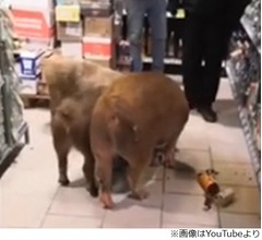 3匹の子ブタ、あまりの寒さにスーパーで&ldquo;酒盛り&rdquo;