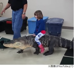 &ldquo;ワニに乗る子ども&rdquo;に警鐘