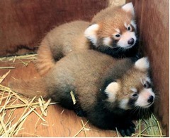 レッサーパンダのお食い初め、「丈夫に育って欲しい」の願い込め実施。