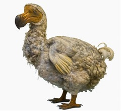 絶滅した&ldquo;飛ばない鳥&rdquo;ドードーの復活プロジェクトが前進