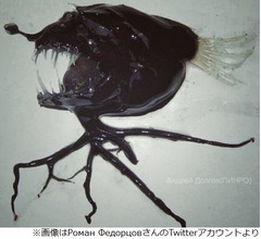 エイリアン？ のような海の生物