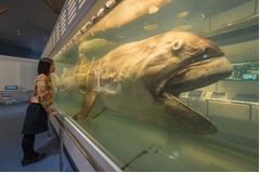 メガマウスザメの生態解明前進、胸鰭に見られる多数の特殊な構造発見。