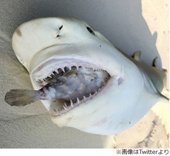 フグの&ldquo;最後の抵抗&rdquo;、食いついたサメ窒息死