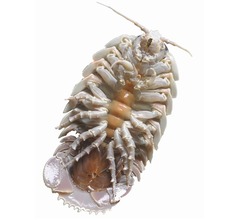 サンシャインで深海生物味わえる「深海汁」