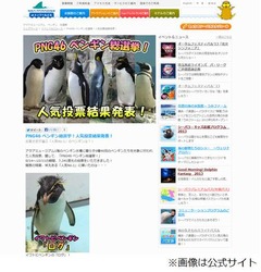 シーパラ&ldquo;No.1イケペン&rdquo;決定、イワトビペンギンのログが46羽の頂点。