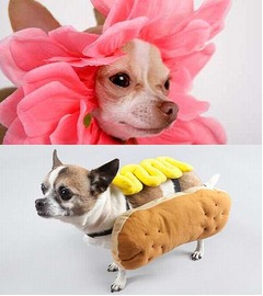 チワワ中心に犬700匹が仮装へ、&ldquo;犬仮装パレード&rdquo;のギネス記録挑戦。