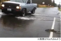 冠水した道路を&ldquo;遡上&rdquo;する鮭、流れに逆らってするすると道路横断も。