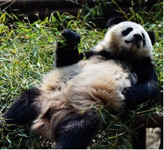 地球上でもっとも&ldquo;ロマンチック&rdquo;な生き物