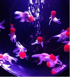 ナイトアクアリウムで大人の涼、「江戸・金魚の涼」テーマに開催中。