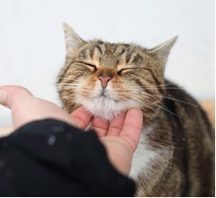 年収約300万円&ldquo;猫を撫でるプロ&rdquo;の求人が話題